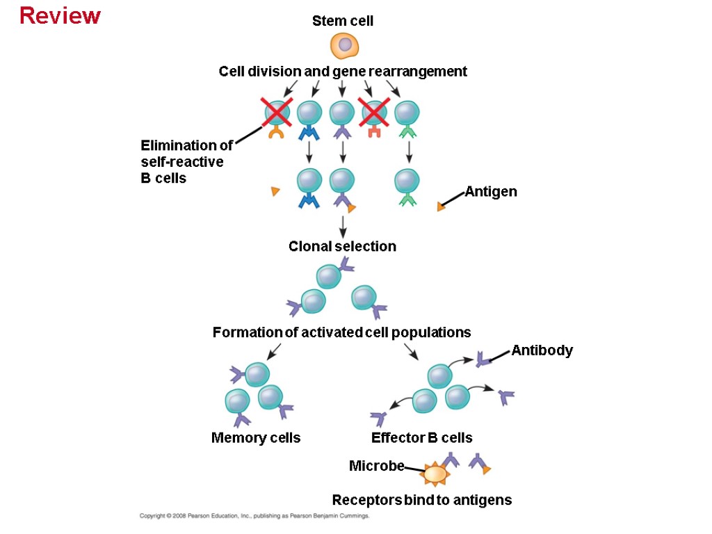 Review Stem cell Cell division and gene rearrangement Antigen Clonal selection Elimination of self-reactive